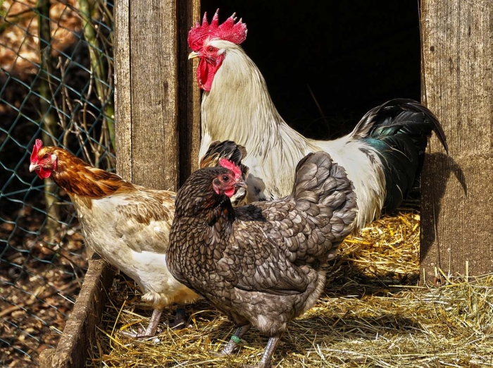 Conhe&ccedil;a as medidas excecionais de apoio para aves, su&iacute;nos, ovos e leite de ovelha e cabra
