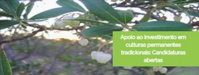 APOIO AO INVESTIMENTO EM CULTURAS PERMANENTES TRADICIONAIS: CANDIDATURAS ABERTAS