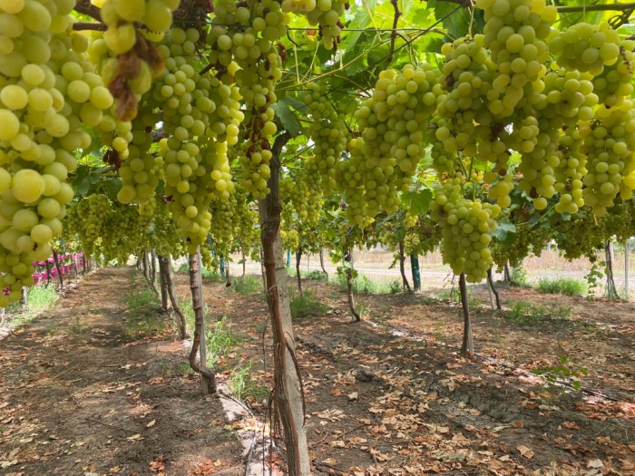 Dota&ccedil;&atilde;o or&ccedil;amental do programa VITIS aumenta para 57 milh&otilde;es de euros