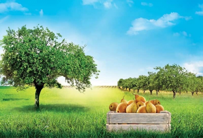 At&eacute; 17 de Fevereiro, os fruticultores do futuro podem candidatar-se &agrave; Academia do Centro de Frutologia Compal