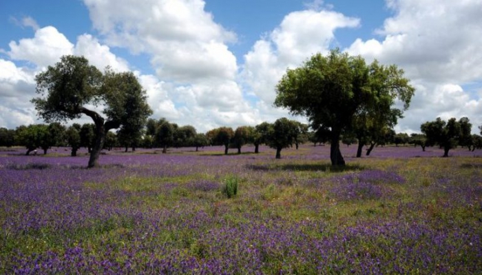 Entidade Regional de Turismo lan&ccedil;a Candidaturas ao Programa &ldquo;ALENTEJO / RIBATEJO EVENTS&rdquo;