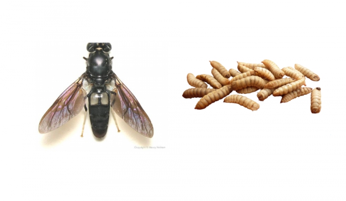 Projeto com insetos - investimento de 15 milh&otilde;es